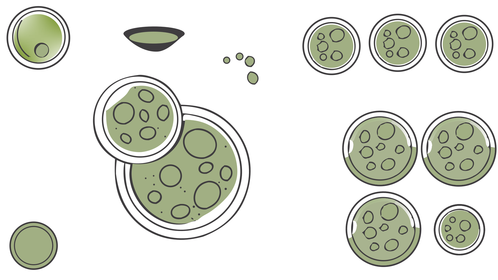 green-chlorella-cells-randomly-distributed